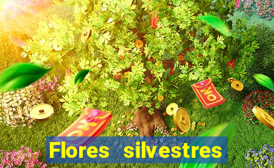 Flores silvestres brasileiras 25